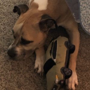 Meet your Posher, Robin